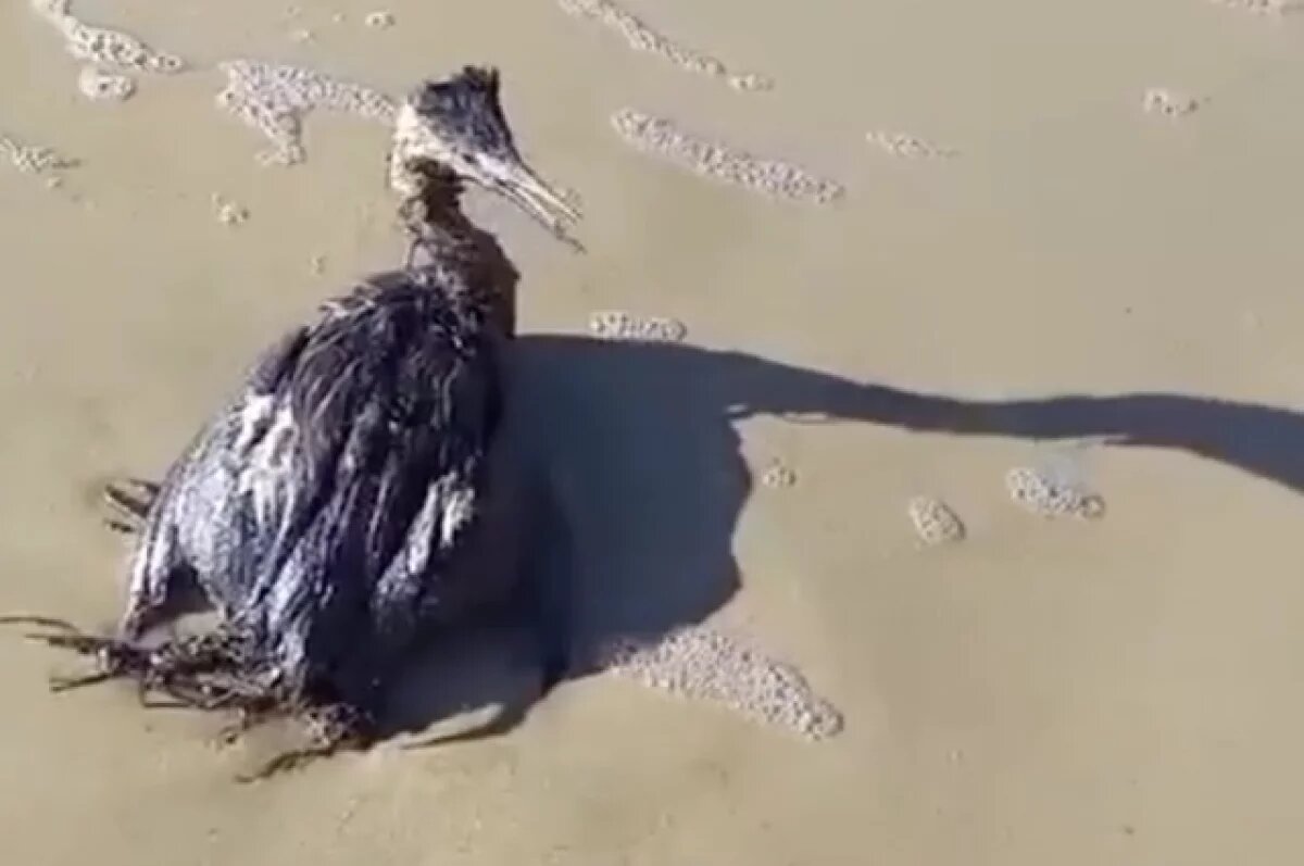    Яна Чурикова рассказала, как происходит спасение пострадавших птиц в Анапе