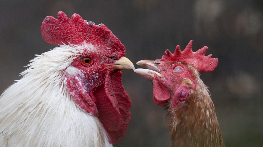    Фото: ИЗВЕСТИЯ/Эдуард Корниенко