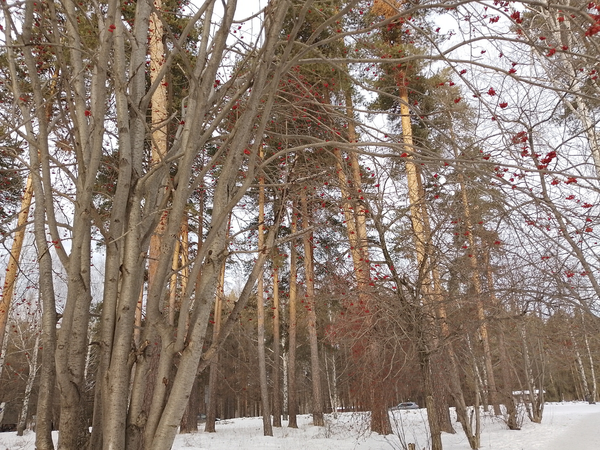 14 января. Тепло и гололед.