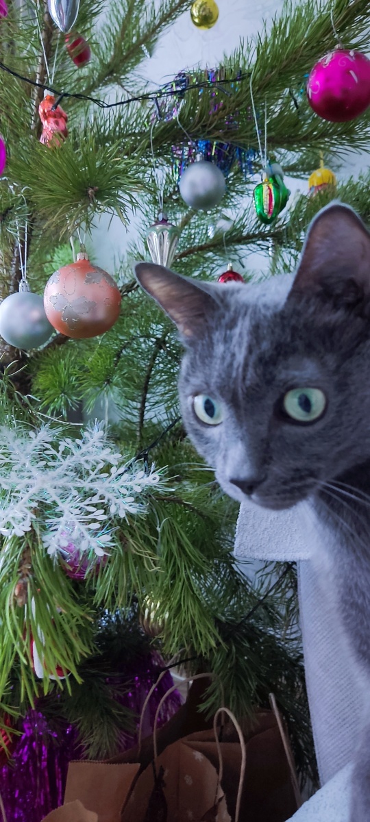 Себастьян в шоке, колется. 