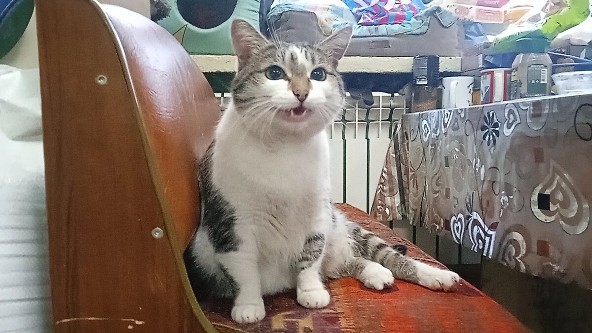 Василий - директор приюта  в шоке. 