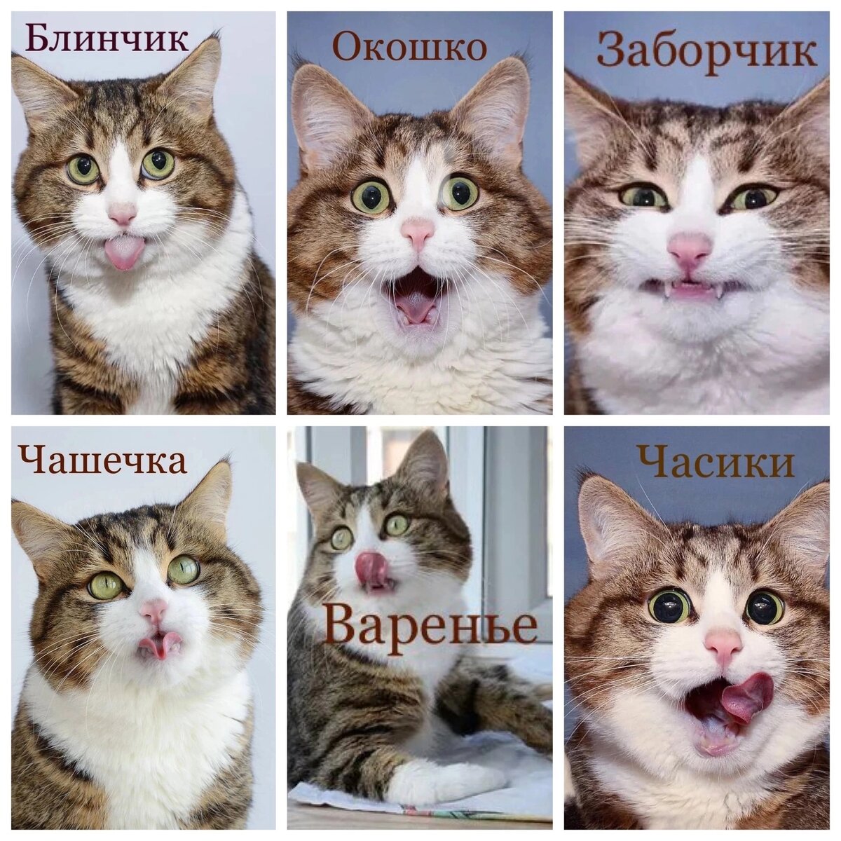 Веселая гимнастика с котиком)) 