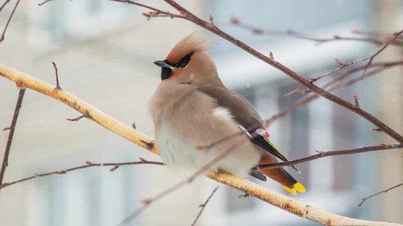     Свиристели в Барнауле. Марина Селезнёва, vk.com/ostanovka_mgnovenia