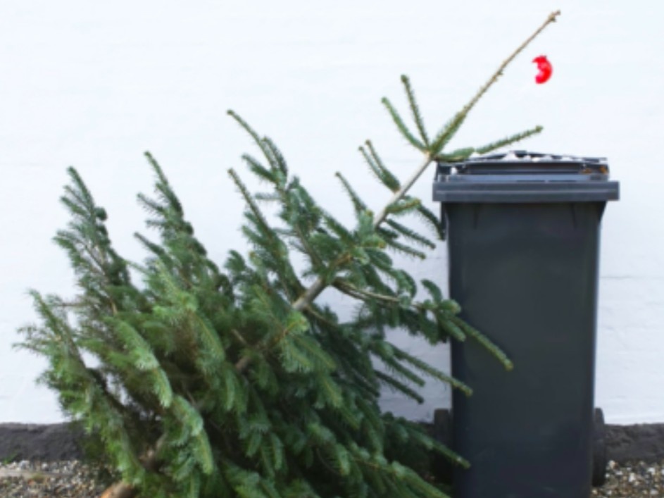 Уже не праздничная елка, фото из интернета