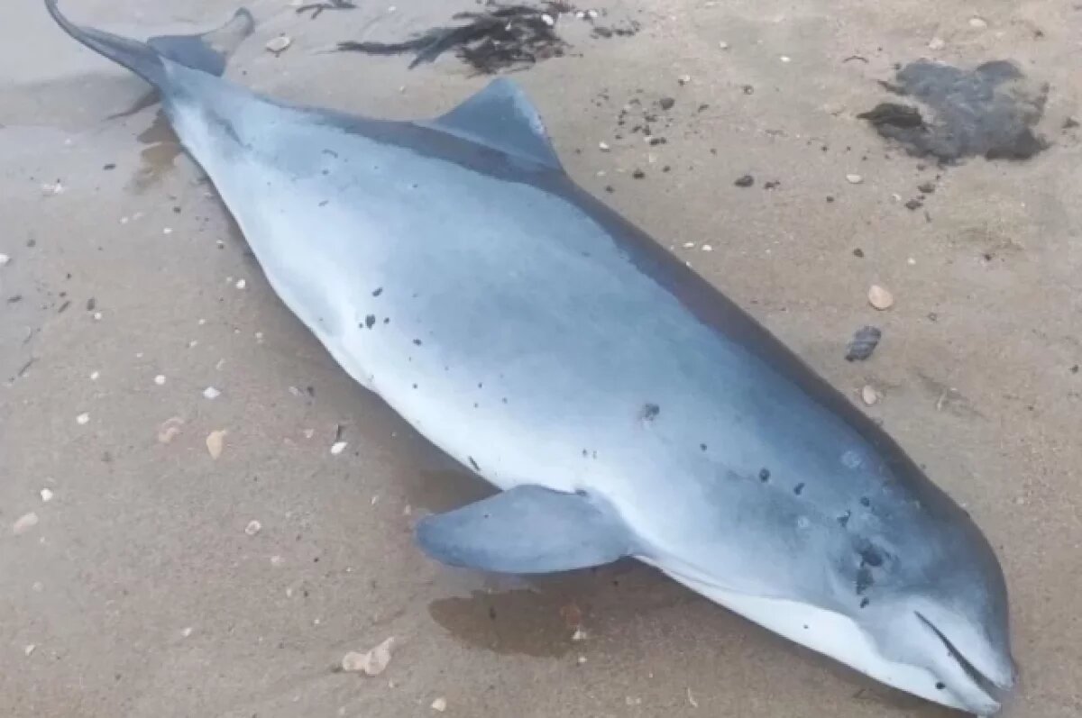    В Анапе или Новороссийске ищут землю для возведения госпиталя для дельфинов