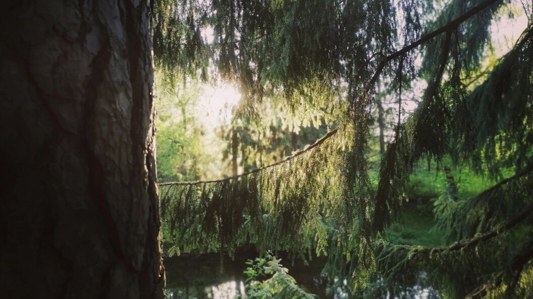    Фото: Царьград