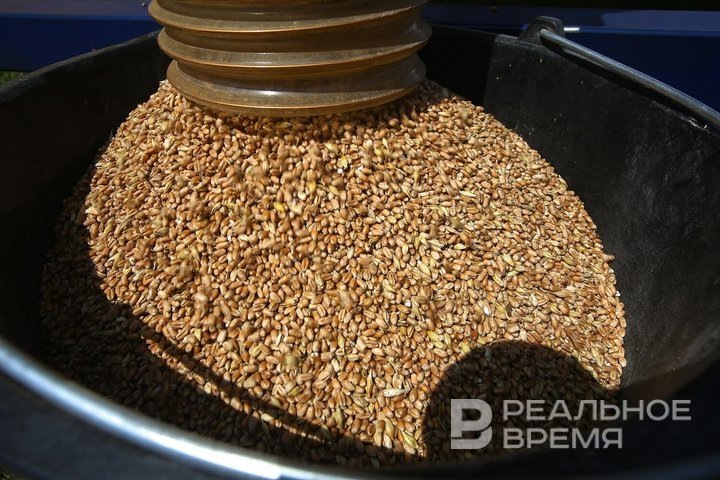 Нынешняя уборочная кампания принесла в закрома республики 3,9 млн тонн зерна. Роман Хасаев / realnoevremya.ru