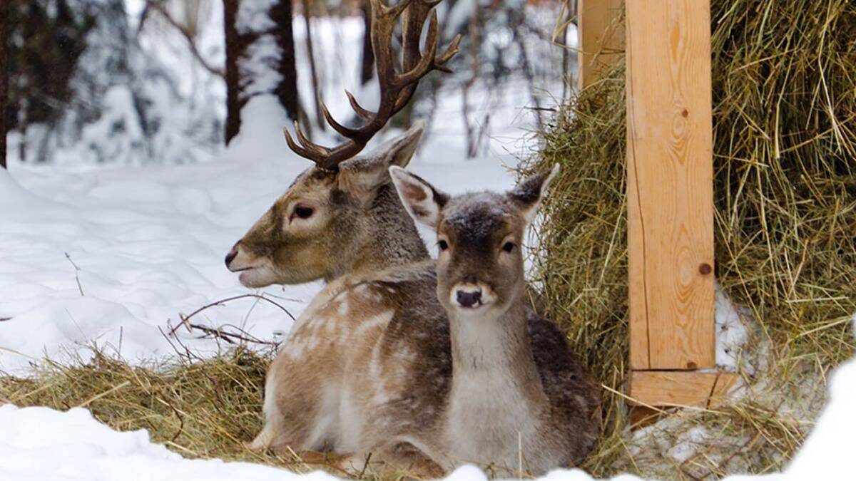    Фото: Telegram / Сергей Собянин. Личный блог