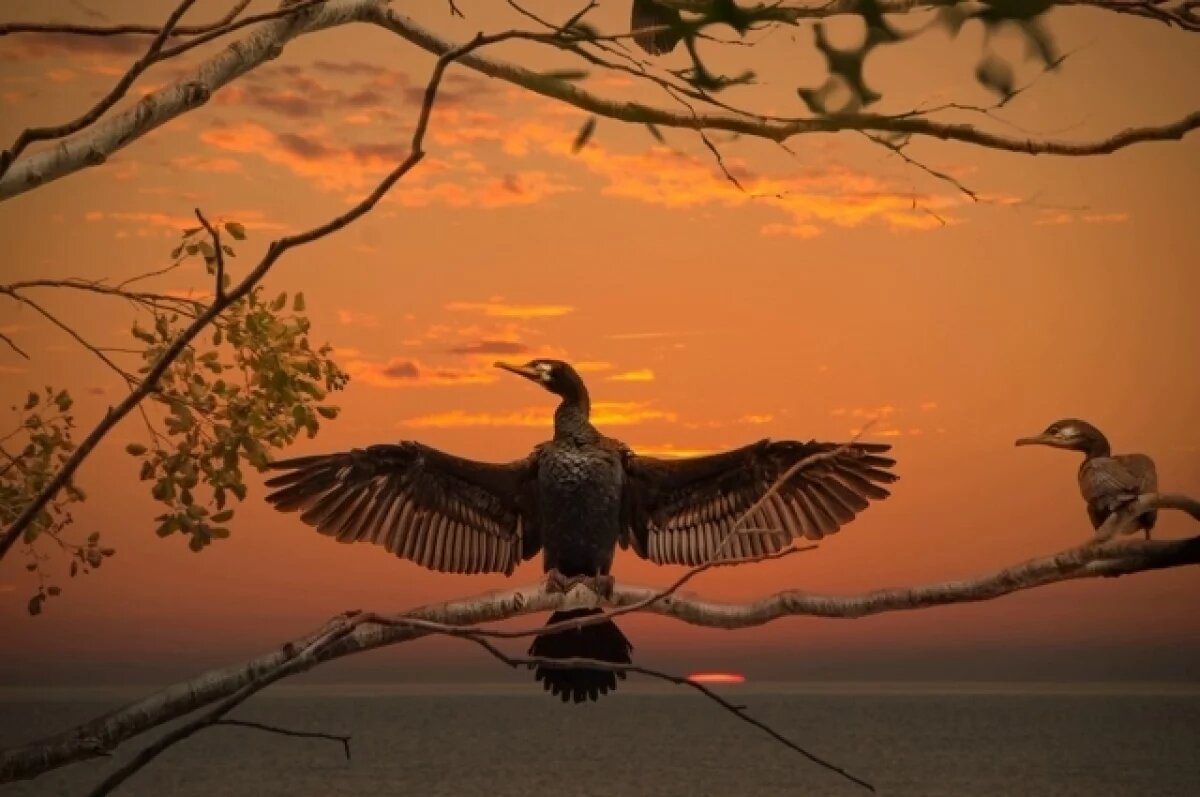    Тюменским охотникам могут разрешить отстрел бакланов