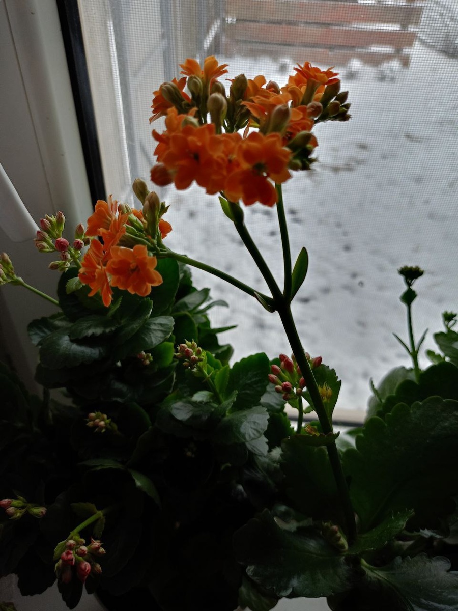 Фото автора. Светочек))