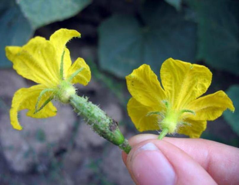 Плоды завязываются только на женских цветках