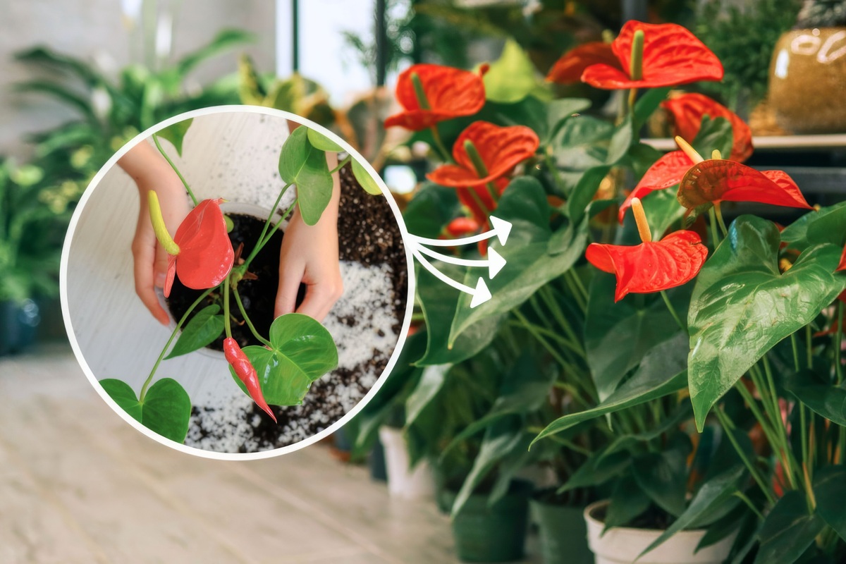     Размножение антуриума: как омолодить растение и наслаждаться новыми цветами