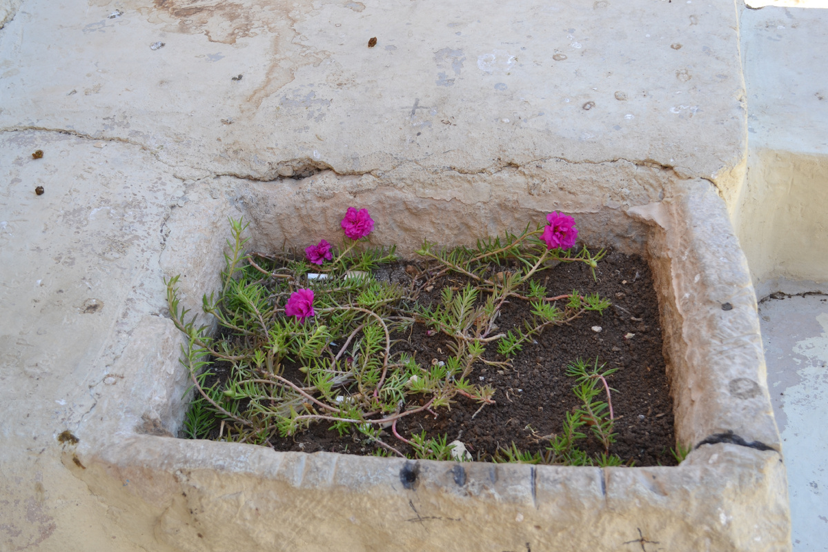 Спорная клумба