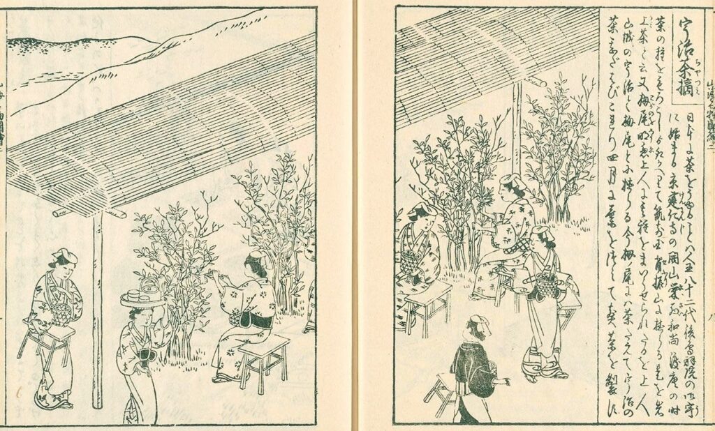 Затененный чай на старой японской иллюстрации. www.nippon.com