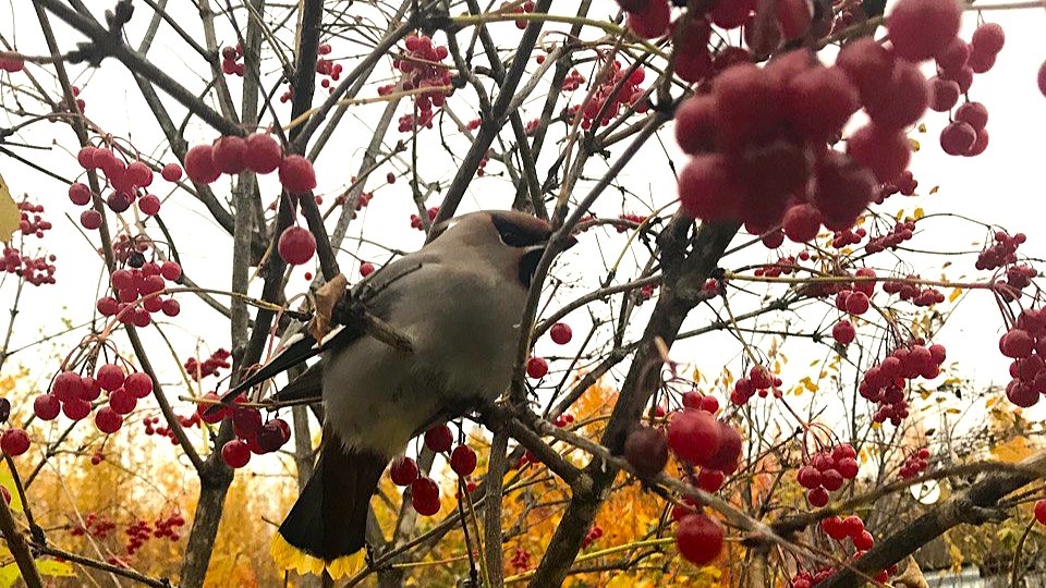    Дубоносы, свиристели, белые куропатки остались на зимовку в Югре