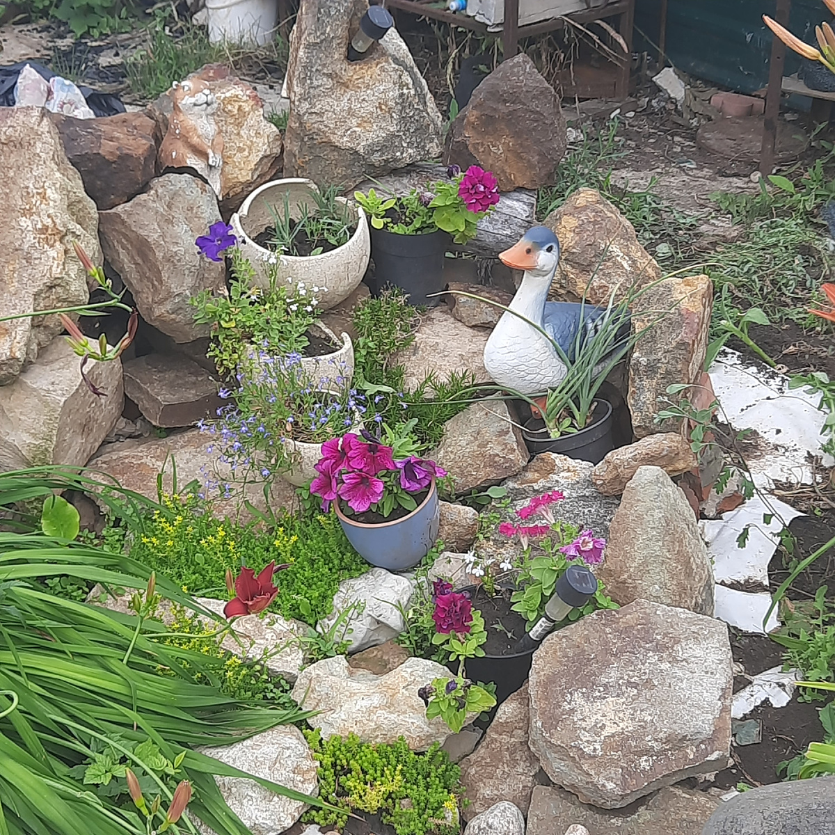 Даже в " альпийской горке",немного петуний))))