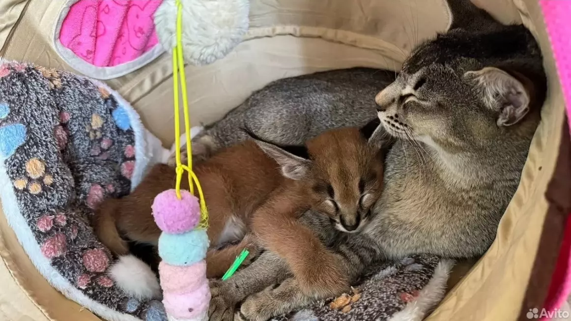 Эта порода появилась относительно недавно. Фото: avito.ru