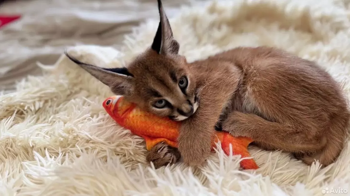 Фото: avito.ru. Котенок вырастет в крупного зверя