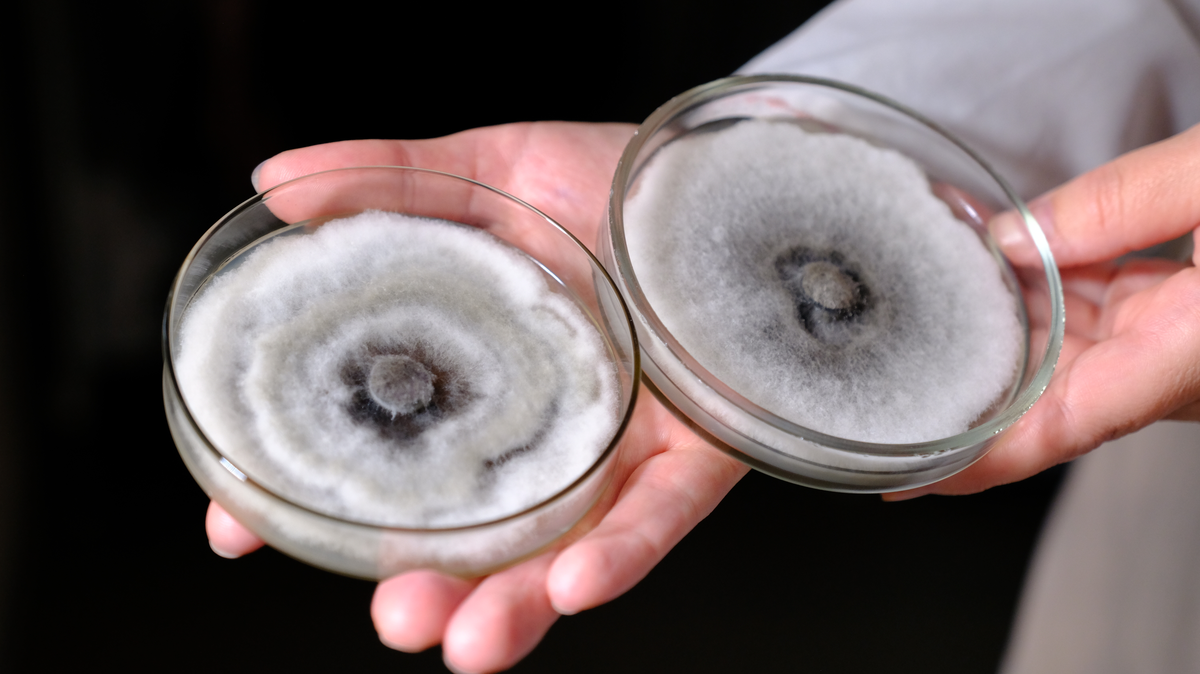 Грибок Diplodia sapinea P. Karst. Фото: ФИЦ КНЦ СО РАН