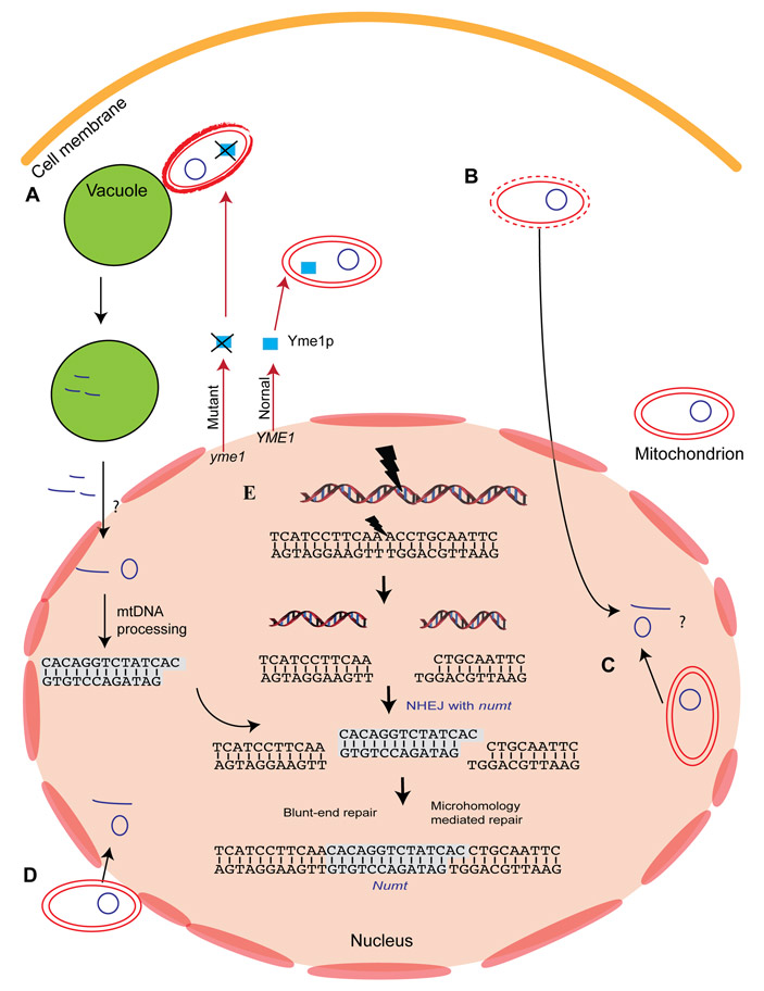 Гипотетические пути образования NUMT. А — деградация поврежденной митохондрии, В — лизис митохондрии, С — «захват» митохондрии ядром, D — слияние оболочек митохондрии и ядра, E — интеграция митохондриальной ДНК в поврежденные участки хромосом. Иллюстрация из статьи E. Hazkani-Covo et al., 2010. Molecular Poltergeists: Mitochondrial DNA Copies (numts) in Sequenced Nuclear Genomes