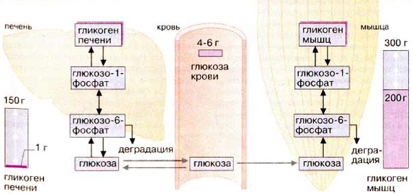 Рис.2 Гликоген –  наша батарейка