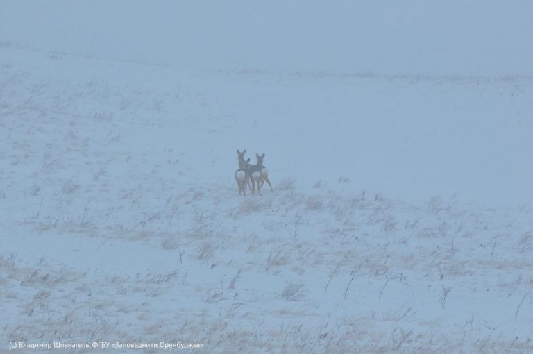    На заповедных территориях Оренбуржья животные ведут себя не по-зимнему Мария Чалкина