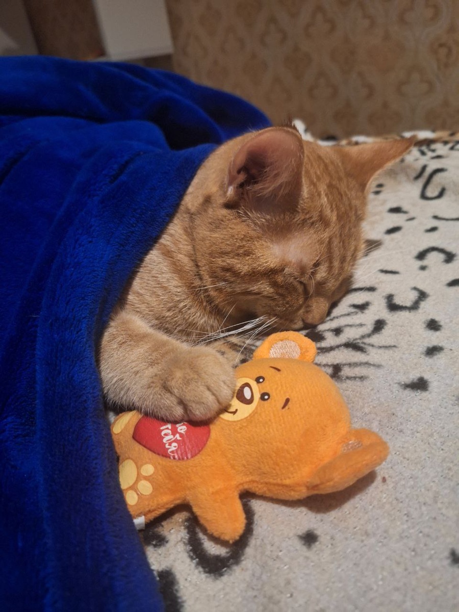 Генка отдыхает после наркоза