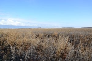 Фото: пресс-служба Уральского межрегионального управления Россельхознадзора