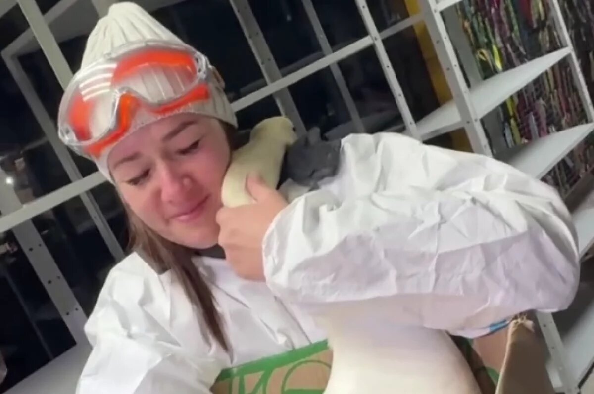    Спасенный от мазута лебедь обнял волонтера перед выпуском на волю в Анапе