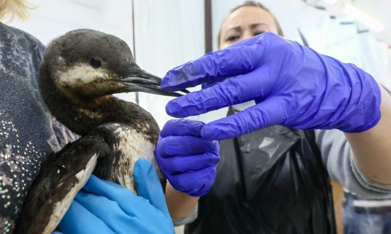    Фото пресс-службы ФТ Сириус