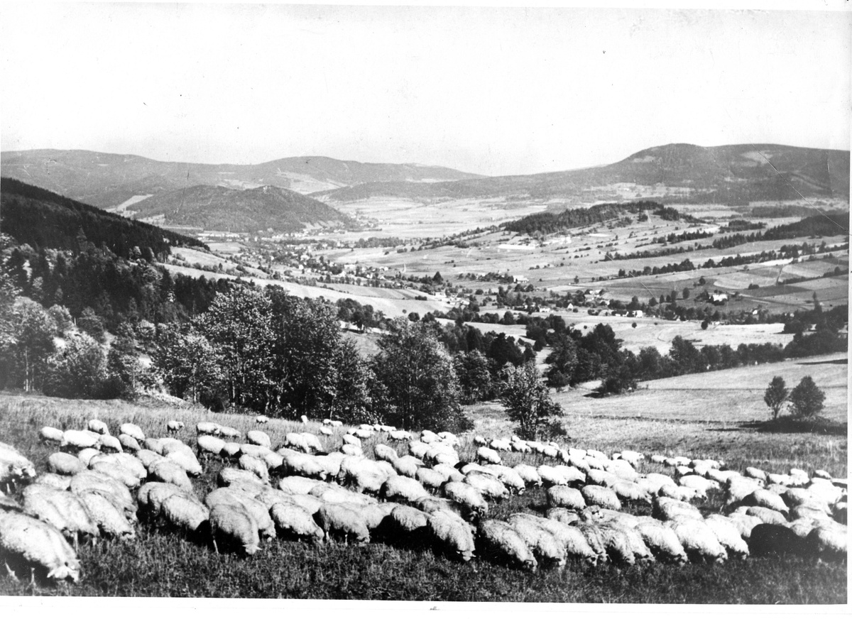Польская Народная Республика. Государственное сельское хозяйство Желязно (уезд Быстрица Клодзка). Овцы на выпасе. 20.07.1954, фото Польского центрального фотоагентства.