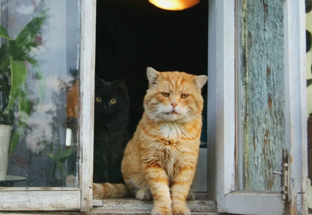 Черныш, подь сюда!Смотри кто к нам в гости приехал! Теперь с нами будут играть! Урааа 