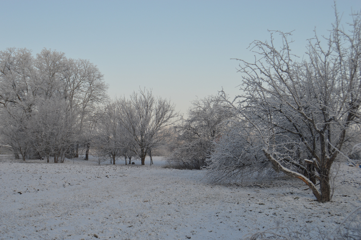Фото автора. 15.01.2025. Станица. Все деревья в серебре.