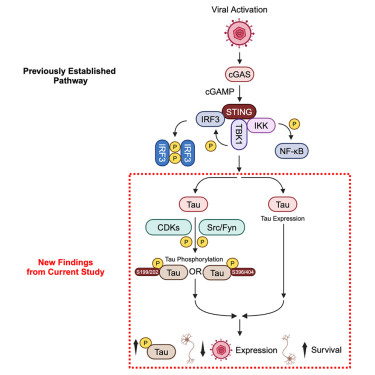 Anti-herpetic tau preserves neurons via the cGAS-STING-TBK1 pathway in Alzheimer’s disease