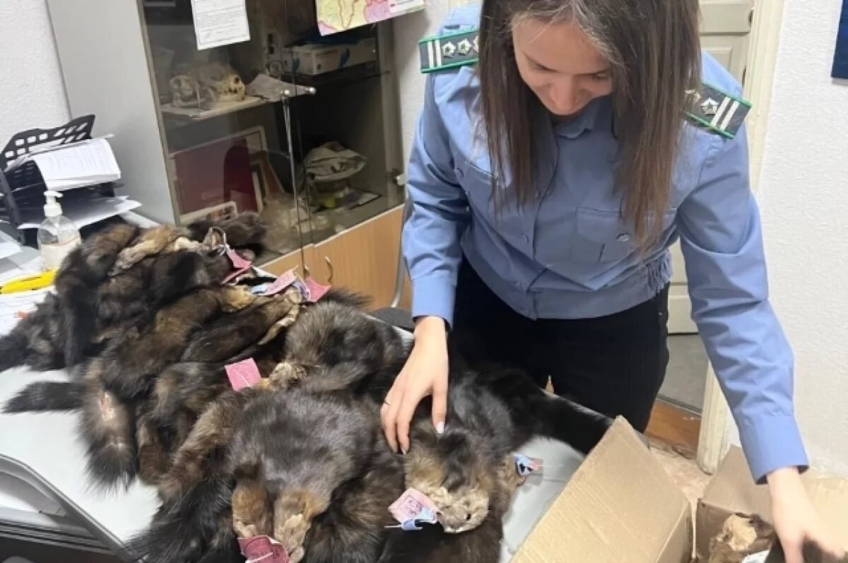    Соболиные шкурки из ЕАО прошли контроль и отправлены в Петербург