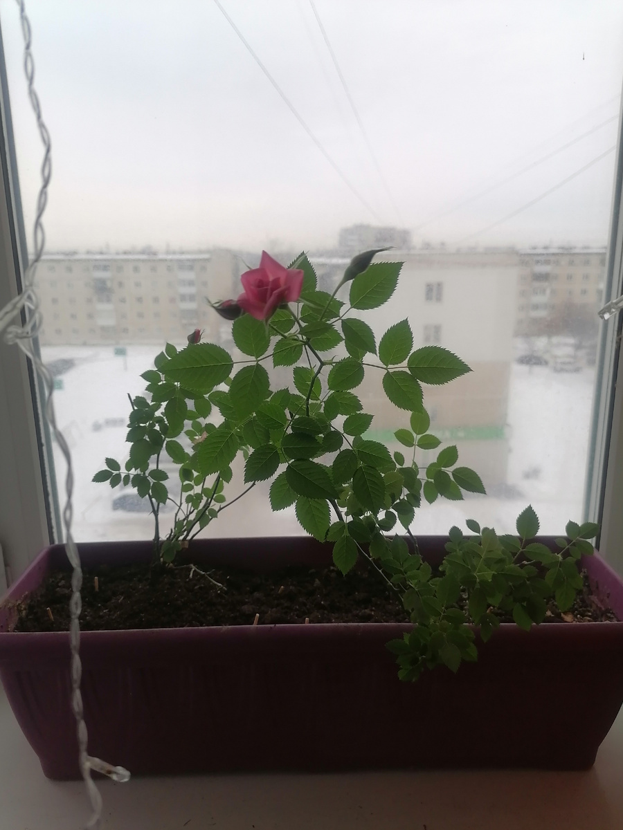 Розы Кордана 