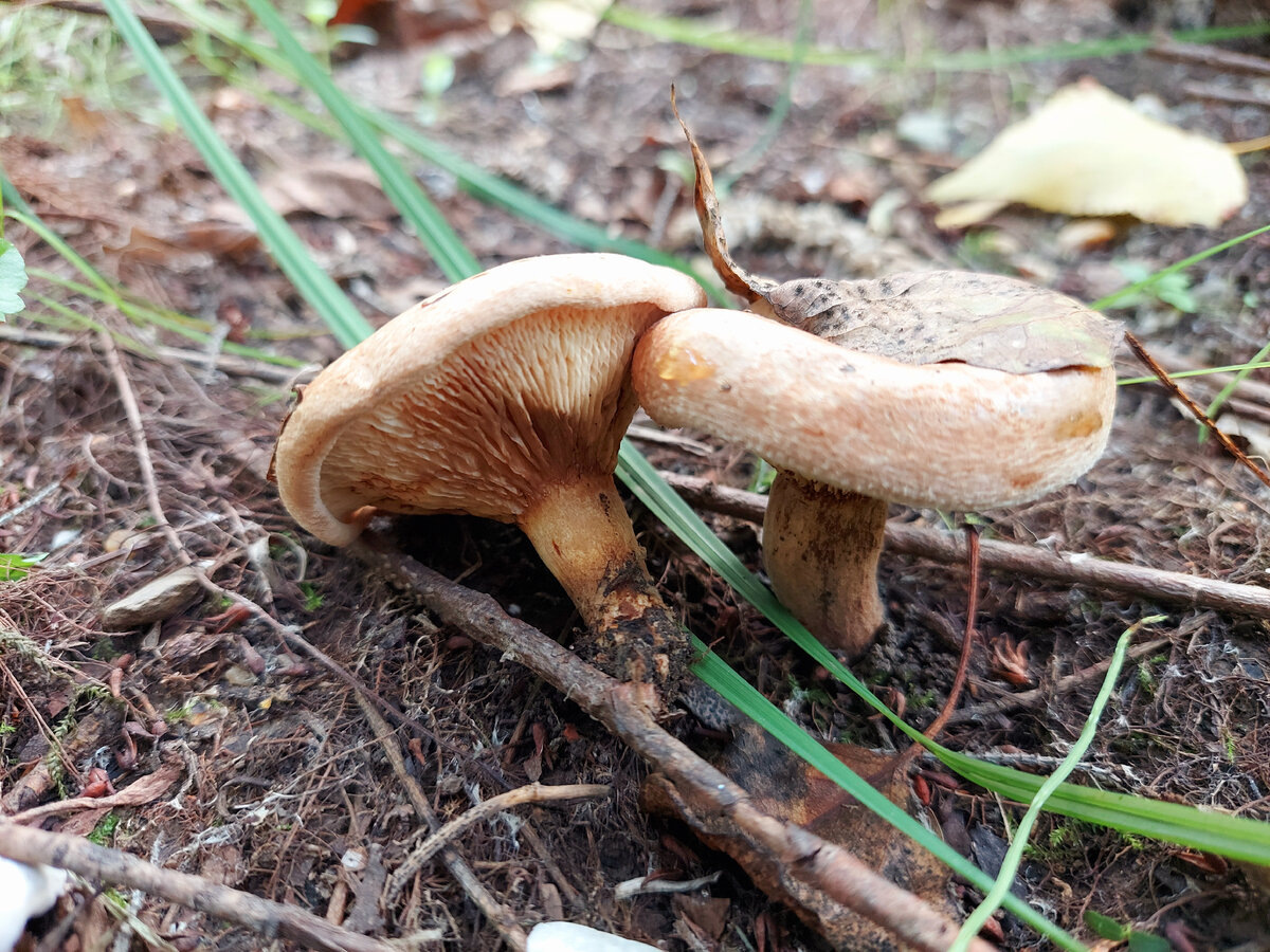 Автор фото Наталья Мазняк