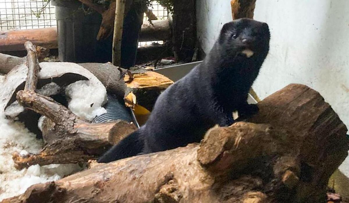     Норка. Источник: mos.ru Автор фото: Пресс-служба Департамента культуры города Москв