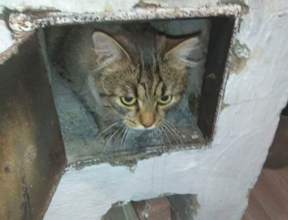 Наш котик даёт больше тепла чем уголь :) Но котиками не топите!!! :)