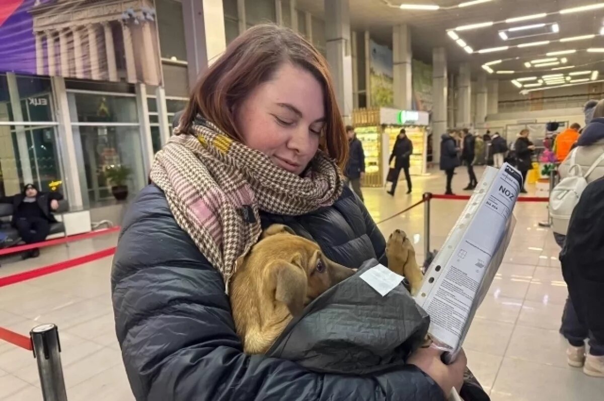    Щенок с перебитыми лапами улетел из Кузбасса в Сочи к новой хозяйке