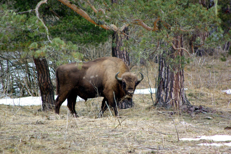 Кавказский зубр (Bison bonasus caucasicus)