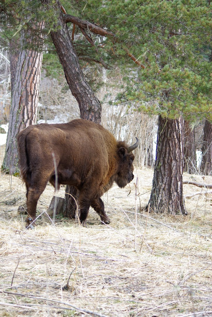 Кавказский зубр (Bison bonasus caucasicus)