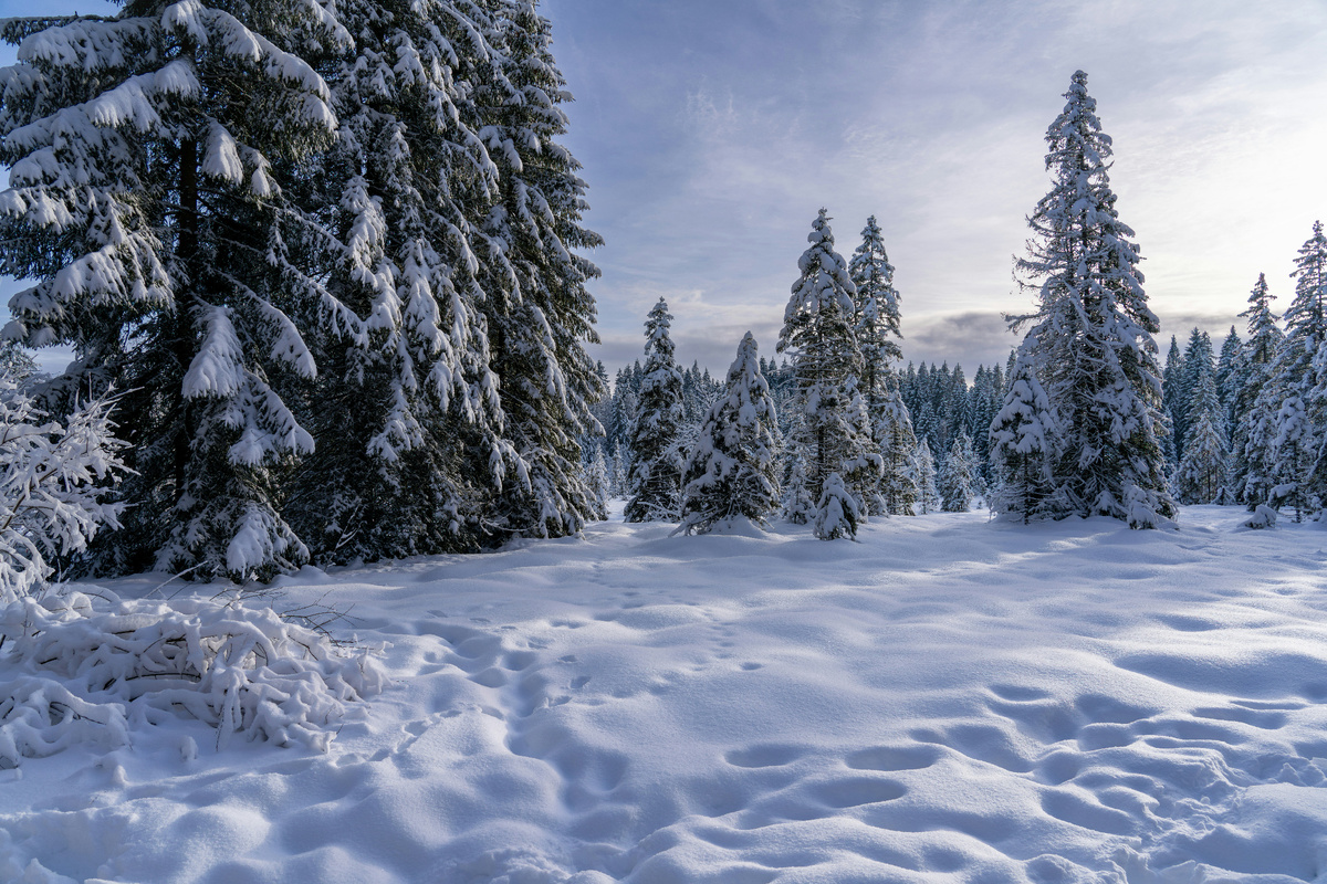 Картинка с бесплатного фотостока https://unsplash.com, автор Nathan Queloz