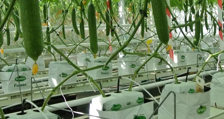    Тепличные огурцы отлично растут на удобрениях из сточных вод от свиноводческих ферм