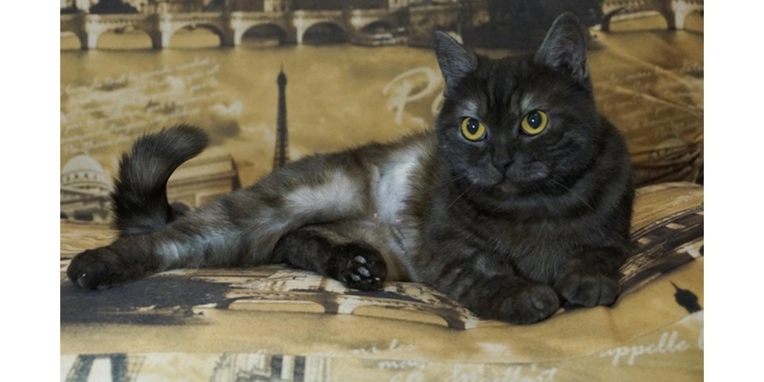 Британских кошек-сестер спас бездомный из подвала