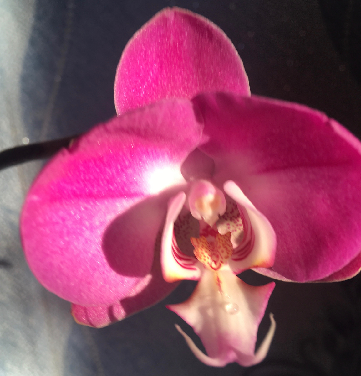 Начало цветения