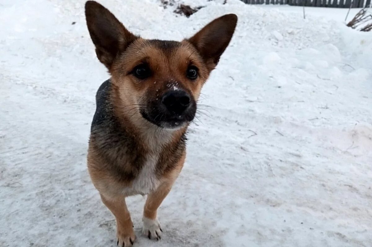    Яд на улицах.