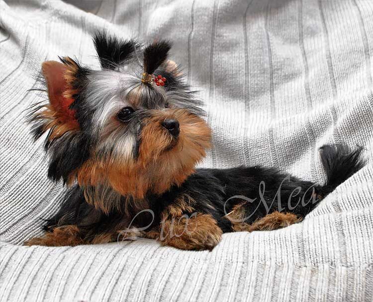 Щенок йорка мальчик Фонзи в 3м-ца