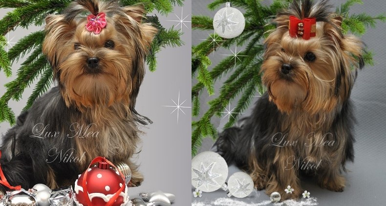 На фото щенок йоркширского терьера девочка Николь