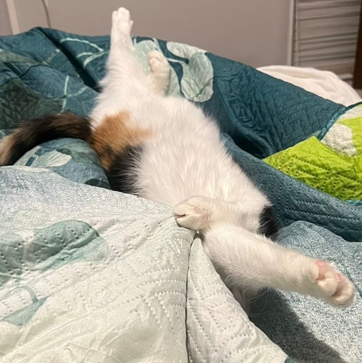 Маркиза решила поддержать маму и тоже спать на спине